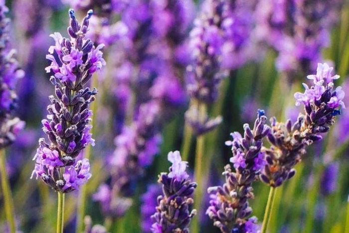 Karabaş Otu Faydaları, Zararları ve Kullanım Alanları 